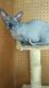Sphynx Cats for sale in Hartford, CT, USA. price: $400