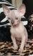 Male and Female Purebred Sphynx Kittens
