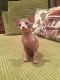 Sphynx Cats for sale in Greenwich, CT, USA. price: $500