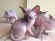 Sphynx Cats for sale in San Jose, CA, USA. price: $880