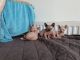 Sphynx Cats for sale in Old Textile Market - Dubai - United Arab Emirates. price: NA