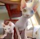 Sphynx Cats for sale in Old Textile Market - Dubai - United Arab Emirates. price: NA
