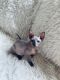 Sphynx Cats for sale in Old Textile Market - Dubai - United Arab Emirates. price: 2,500 AED