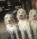 Spinone Italiano Puppies for sale in Akron, OH 44319, USA. price: $1,600