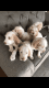 Spinone Italiano Puppies