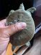 Spiny Softshell Turtle Reptiles