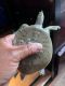 Spiny Softshell Turtle Reptiles