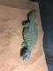 Spiny-tailed monitor Reptiles for sale in Denver, CO 80022, USA. price: NA