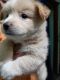 Spitz Puppies for sale in Palasuni, Rasulgarh, Bhubaneswar, Odisha, India. price: 6000 INR