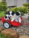 Spitz Puppies for sale in Fort Wayne, IN, USA. price: $450