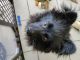 Spitz Puppies for sale in Hesperia, CA, USA. price: $400