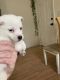 Spitz Puppies for sale in Kannapolis, NC, USA. price: $400