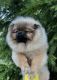 Spitz Puppies for sale in Potosi, MO, USA. price: $1,000