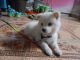 Spitz Puppies for sale in Chennai, Tamil Nadu, India. price: NA