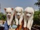 Spitz Puppies for sale in Bhiwadi, Rajasthan, India. price: 7000 INR