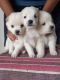 Spitz Puppies for sale in Dhanbad, Jharkhand, India. price: 5000 INR