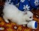 Spitz Puppies for sale in Kolkata, West Bengal 700001, India. price: 4000 INR