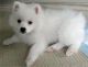Spitz Puppies for sale in Austin, TX, USA. price: NA