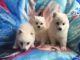 Spitz Puppies for sale in Chicago, IL, USA. price: NA