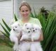 Spitz Puppies for sale in Walnut, CA, USA. price: NA