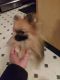 Spitz Puppies for sale in Medford, MA, USA. price: $1,100