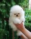 Spitz Puppies for sale in Los Angeles, CA, USA. price: $100
