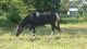 Spotted Saddle Horse Horses for sale in San Jose, CA, USA. price: NA