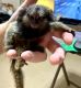 Squirrel Monkey Animals for sale in Francis E. Warren AFB, WY 82001, USA. price: $1,200