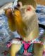 Squirrel Monkey Animals for sale in Colorado Springs, CO, USA. price: $1,500
