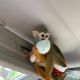 Squirrel Monkey Animals for sale in Colorado Springs, CO, USA. price: $2,500