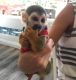 Squirrel Monkey Animals for sale in Beaumont, TX, USA. price: $1,000