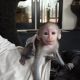 Squirrel Monkey Animals for sale in 79763 Cassia St, La Quinta, CA 92253, USA. price: $450