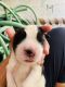 St. Bernard Puppies for sale in Meerut, Uttar Pradesh, India. price: 18000 INR