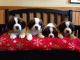 St. Bernard Puppies for sale in Detroit, MI 48204, USA. price: $500