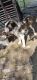 St. Bernard Puppies for sale in Chhara, Haryana 124504, India. price: 40000 INR