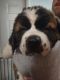 St. Bernard Puppies for sale in Imlay City, MI 48444, USA. price: $1,000