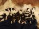 St. Bernard Puppies for sale in Battle Creek, MI, USA. price: $1,800