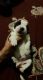 St. Bernard Puppies for sale in Chokhi Dhani, Sukhdeopura Nohara, Jaipur, Rajasthan, India. price: 50000 INR