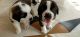 St. Bernard Puppies for sale in Sector 18, Indira Nagar, Lucknow, Uttar Pradesh 226016, India. price: 22000 INR