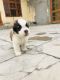 St. Bernard Puppies for sale in Ambala Cantt, Haryana, India. price: 15000 INR