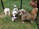 St. Bernard Puppies for sale in Onondaga, MI 49264, USA. price: $750