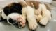 St. Bernard Puppies for sale in Vadodara, Gujarat, India. price: 30000 INR