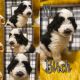 St. Bernard Puppies for sale in Diana, TX 75640, USA. price: $2,500