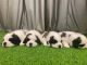 St. Bernard Puppies for sale in Varthur, Karnataka, India. price: 25000 INR