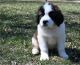 St. Bernard Puppies for sale in NJ-27, Edison, NJ, USA. price: NA