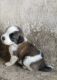 St. Bernard Puppies for sale in Patna, Bihar, India. price: 20000 INR