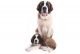 St. Bernard Puppies for sale in Indore, Madhya Pradesh, India. price: 18999 INR
