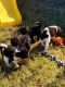 St. Bernard Puppies for sale in Palm Bay, FL, USA. price: $800