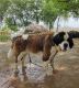 St. Bernard Puppies for sale in Fatehabad, Haryana 125050, India. price: 35000 INR