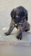 St. Bernard Puppies for sale in Peoria, AZ, USA. price: $2,000